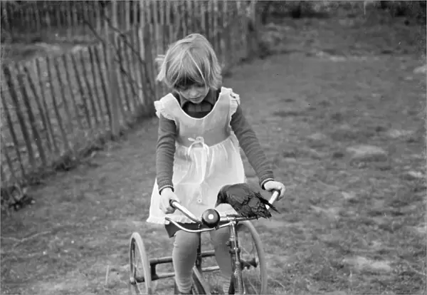 Little Ann Bowers playing on her tricycle with her tame jackdaw ringing the bell