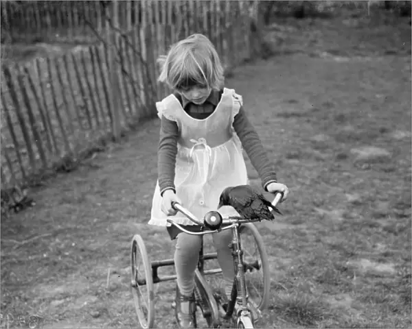 Little Ann Bowers playing on her tricycle with her tame jackdaw ringing the bell
