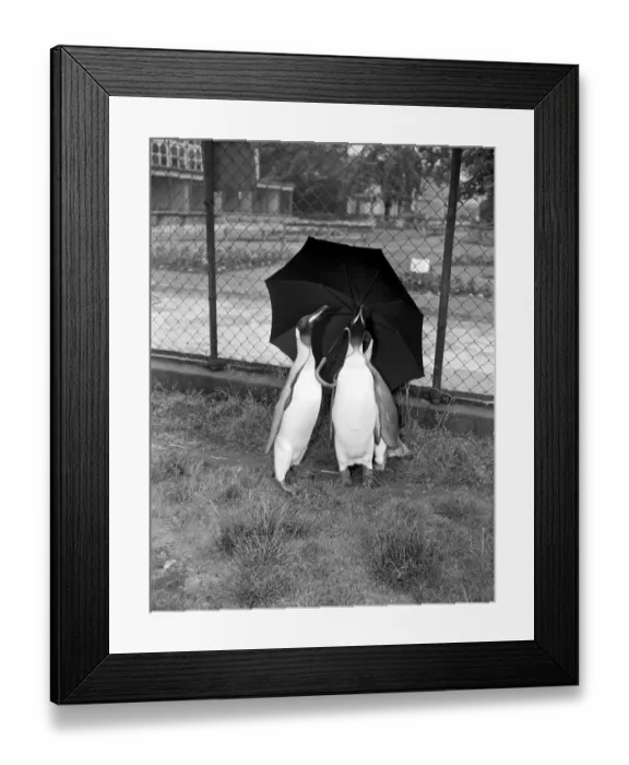 Framed Print : Taking a quick rain check during a brief shower at Belle Vue Zoo, Manchester, these Framed Print : Taking a quick rain check during a brief shower at Belle Vue Zoo, Manchester, these