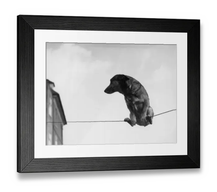 Framed Print : A performing dog on a wire
