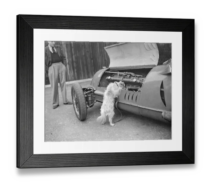 Framed Print : A dog checks the engine of a racing car. 1939