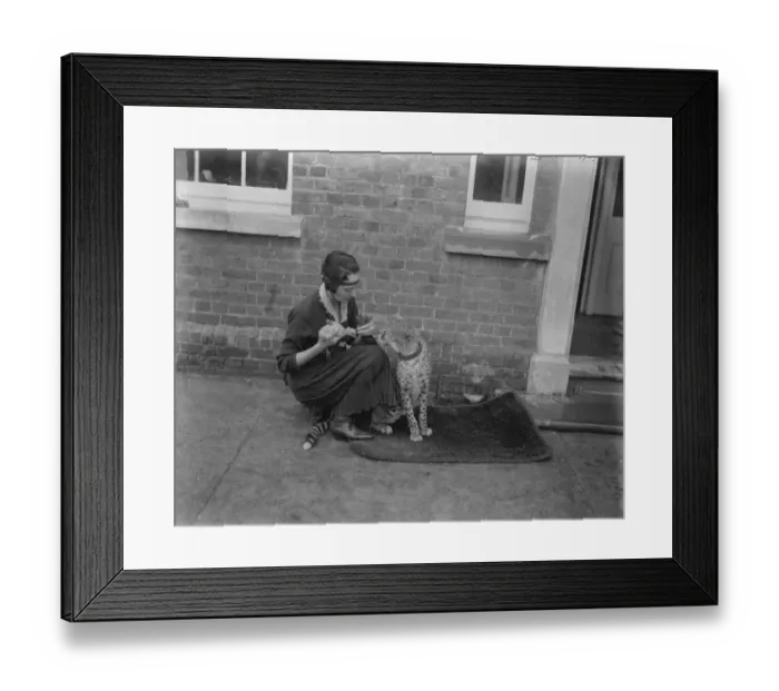 Framed Print : Cheetah as regimental pet. Sheba a large cheetah has been adopted as regimental Framed Print : Cheetah as regimental pet. Sheba a large cheetah has been adopted as regimental
