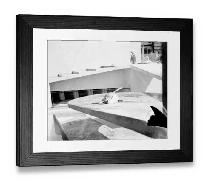 Framed Print : Bank Holiday heat leads to a lie down strike at the London Zoo Framed Print : Bank Holiday heat leads to a lie down strike at the London Zoo