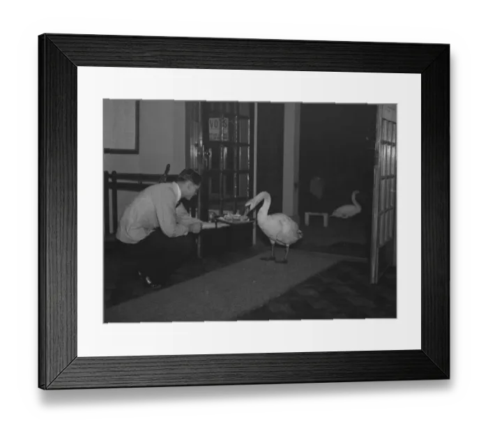 Framed Print : Swans fed inside the golf club. 21 October 1937 Framed Print : Swans fed inside the golf club. 21 October 1937