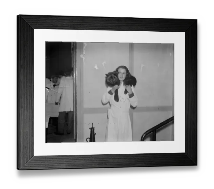 Framed Print : Silver fox show. A girl exhibitor uses a live fox as a fur. 14 November 1934