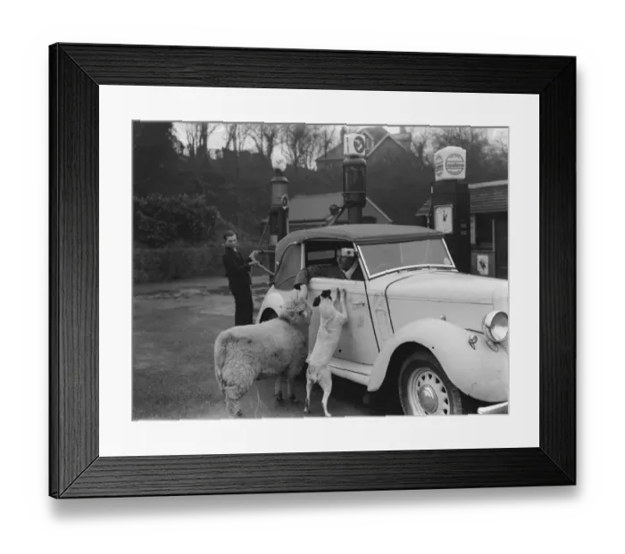 Framed Print : A ewe with her dog friend climb in the window of a sports car in West Malling. 1937