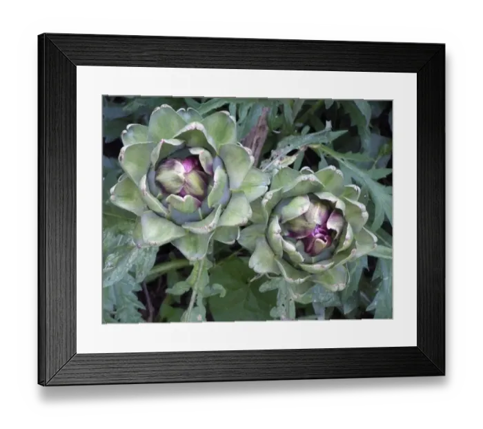 Framed Print : Globe artichoke growing. The Globe artichoke (Cynara scolymus) is a species of thistle Framed Print : Globe artichoke growing. The Globe artichoke (Cynara scolymus) is a species of thistle