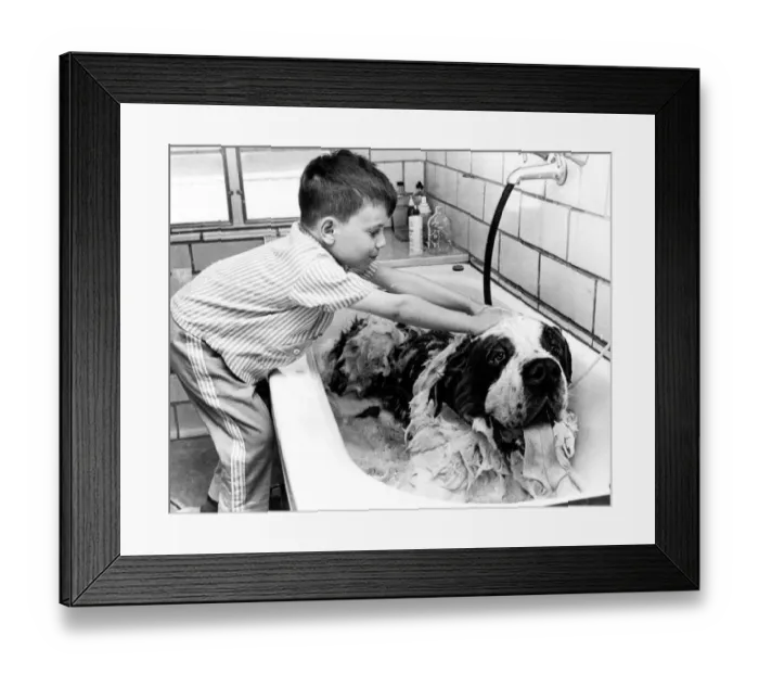 Framed Print : Bathing Von Bruno - an 18 stone St Bernard 1963 Framed Print : Bathing Von Bruno - an 18 stone St Bernard 1963