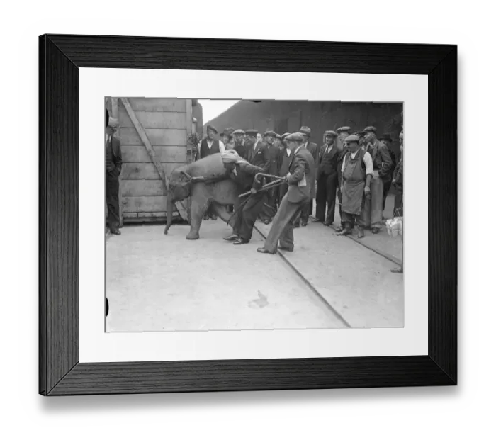Framed Print : For baby elephants arrived at the Royal Albert Dock on the S.s Nalgora Framed Print : For baby elephants arrived at the Royal Albert Dock on the S.s Nalgora
