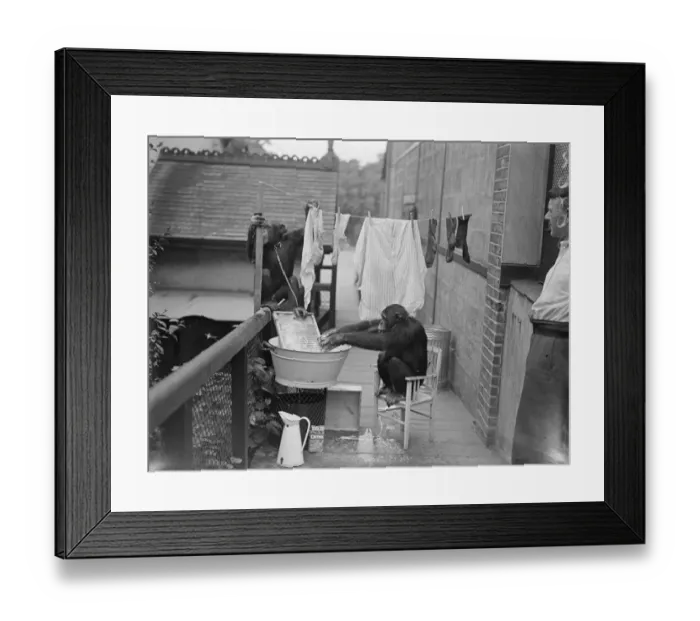 Framed Print : The chimps washing! Peter hangs out the clothes. When Peter and Jackie, the London