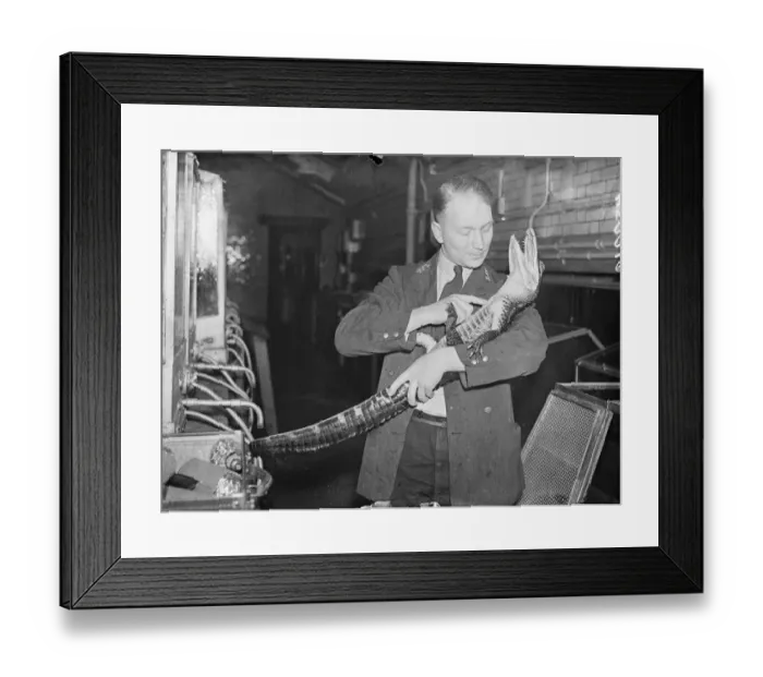 Framed Print : Peter, the alligator, likes being cuddled! Peter, six-year-old London zoo alligator Framed Print : Peter, the alligator, likes being cuddled! Peter, six-year-old London zoo alligator