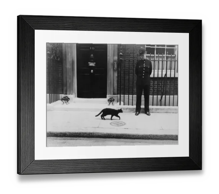 Framed Print : Famous lucky black cat strolls passed Number 10 Downing Street during the European Crisis Framed Print : Famous lucky black cat strolls passed Number 10 Downing Street during the European Crisis