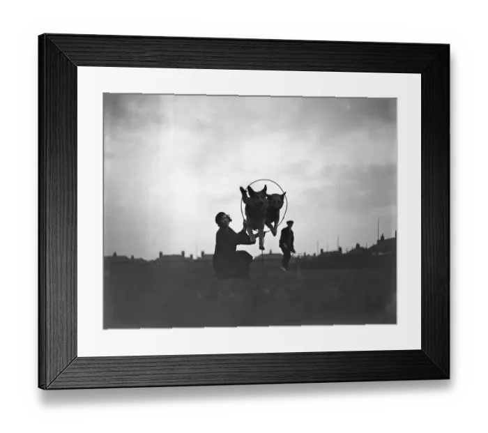 Framed Print : Miss Barbara Kelly and her alsatians Meg and Coona