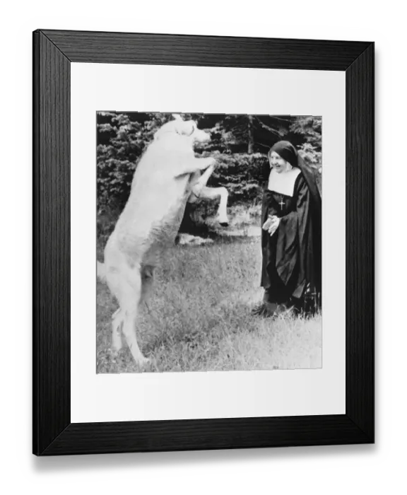 Framed Print : Twinkle, the dancing goat is among 120 animals Mother Cecilia Mary (75) Framed Print : Twinkle, the dancing goat is among 120 animals Mother Cecilia Mary (75)