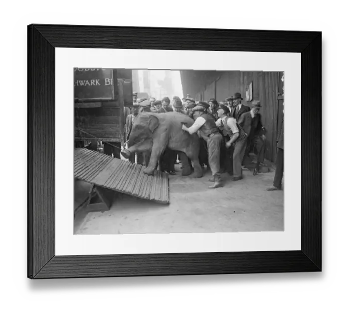Framed Print : For baby elephants arrived at the Royal Albert Dock on the S.s Nalgora Framed Print : For baby elephants arrived at the Royal Albert Dock on the S.s Nalgora