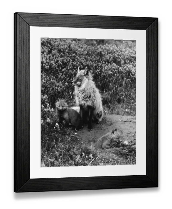 Framed Print : Male Red fox with pups ?TopFoto Framed Print : Male Red fox with pups ?TopFoto