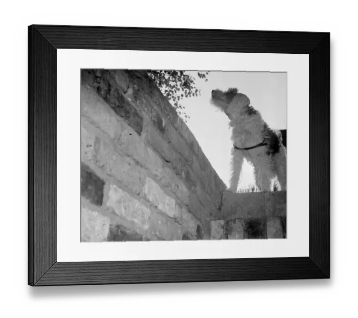 Framed Print : Dog with his ears bandaged against the noise of the bombs goes down into the air