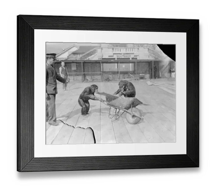 Framed Print : Chimps help with pets Corners new floor. Receiving the assistance Framed Print : Chimps help with pets Corners new floor. Receiving the assistance