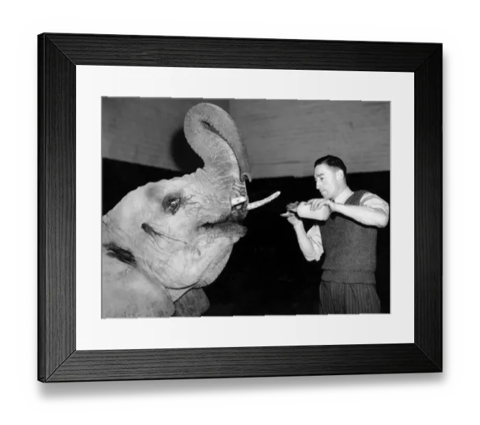 Framed Print : Suffering from that morning after feeling, DICKSI, the African bull elephant, gratefully