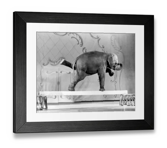 Framed Print : Elephant doing tricks for the camera, Tanya rehearses at the London Palladium for Framed Print : Elephant doing tricks for the camera, Tanya rehearses at the London Palladium for