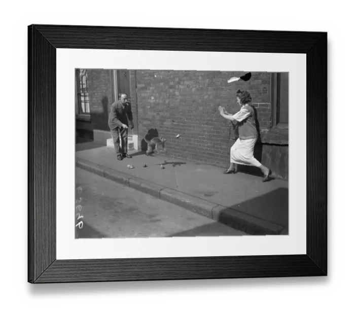 Framed Print : Monkey with passionate hatred of women. But she likes men. With a fierce southern temper Framed Print : Monkey with passionate hatred of women. But she likes men. With a fierce southern temper