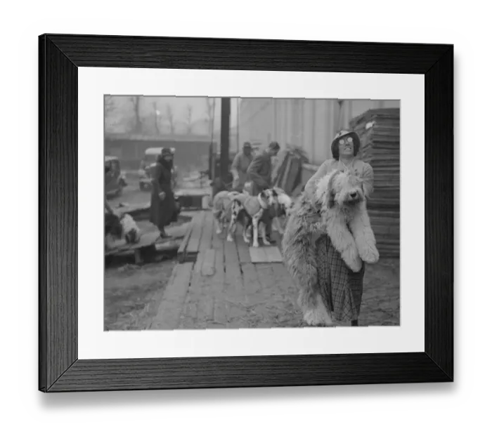 Framed Print : Miss I Webster carrying her Old English Sheepdog Sir John Marksman