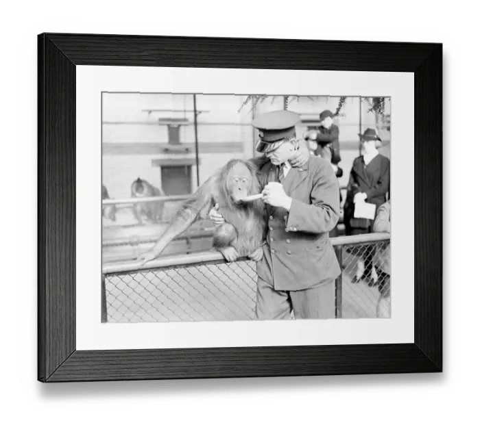Framed Print : Francis, a six-year-old male orangutan, has come from Munich Zoo as a new partner Framed Print : Francis, a six-year-old male orangutan, has come from Munich Zoo as a new partner