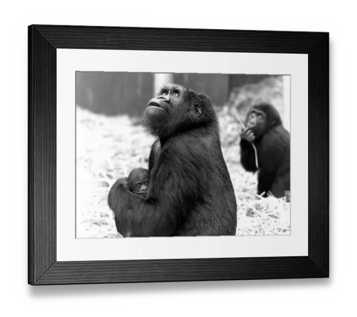 Framed Print : Young mother Shumba cradles her male offspring, named Kishum, who was the first arrival Framed Print : Young mother Shumba cradles her male offspring, named Kishum, who was the first arrival