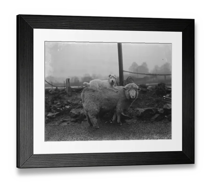 Framed Print : A ewe with her dog friend on her back in West Malling. 1937