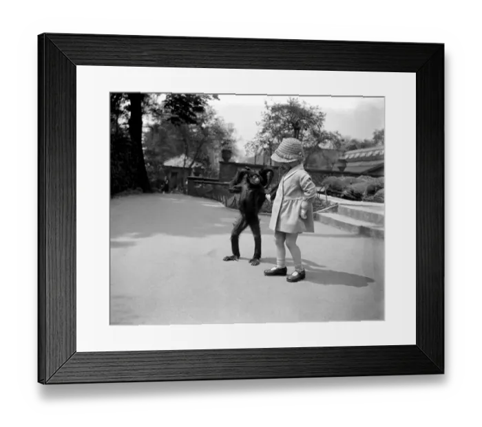 Framed Print : Sally the spider monkey takes a walk with a little girl at London zoo Framed Print : Sally the spider monkey takes a walk with a little girl at London zoo