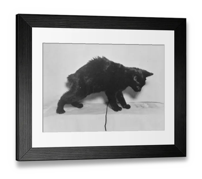 Framed Print : The bunny cat puzzles experts. Bunnycat is the name which has been given