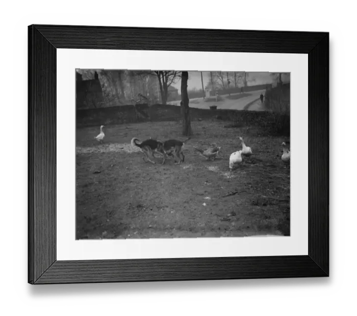 Framed Print : Alsations and geese playing. 1936 Framed Print : Alsations and geese playing. 1936