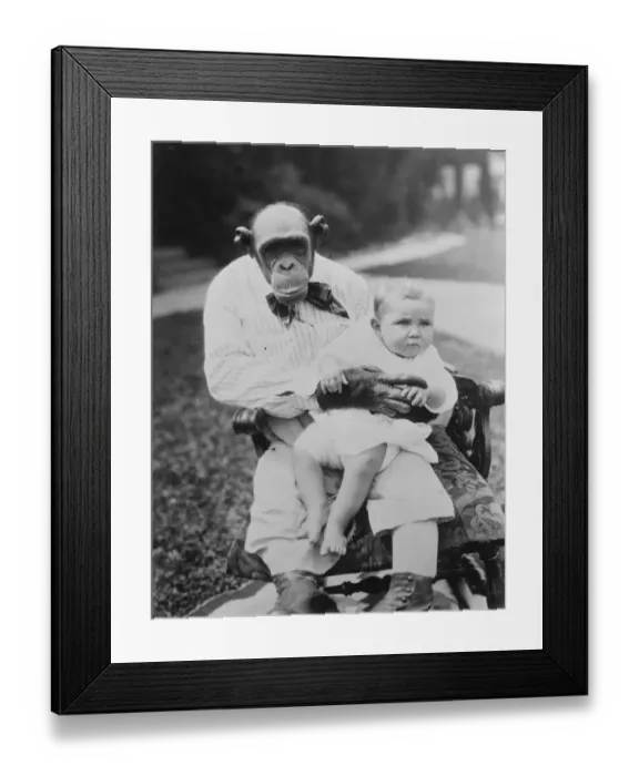 Framed Print : The nurse chimpanzee. Snooky, said to be the most human - like chimpanzee Framed Print : The nurse chimpanzee. Snooky, said to be the most human - like chimpanzee
