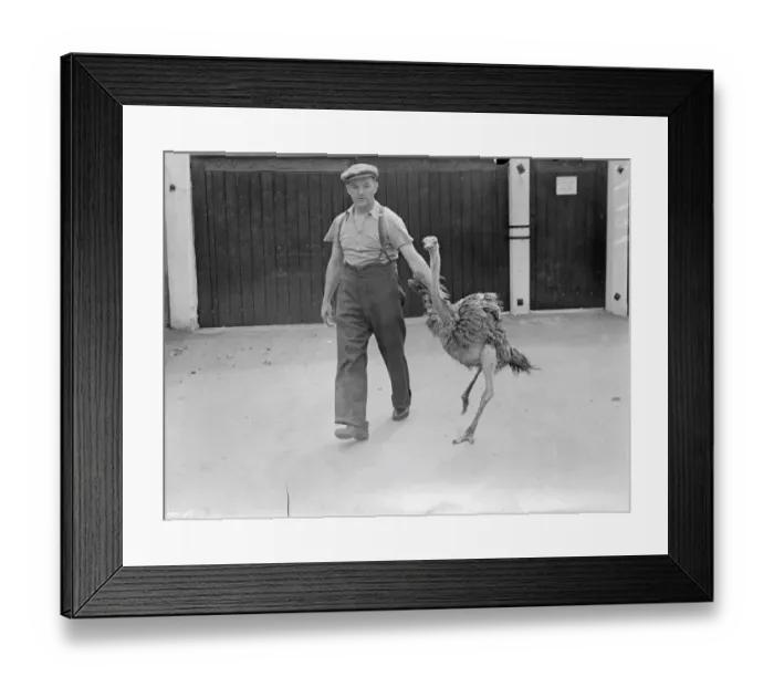 Framed Print : London Zoo has an ostrich for the first time in nearly 2 years. After being without