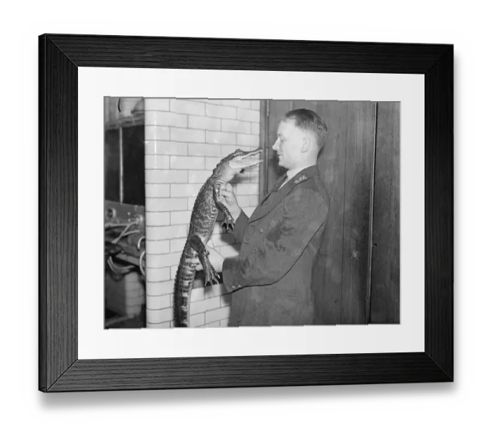 Framed Print : Peter, the alligator, likes being cuddled! Peter, six-year-old London zoo alligator
