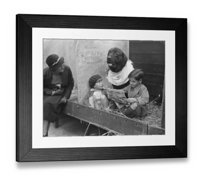 Framed Print : St Bernard dog watches his owners children while she attends other duties