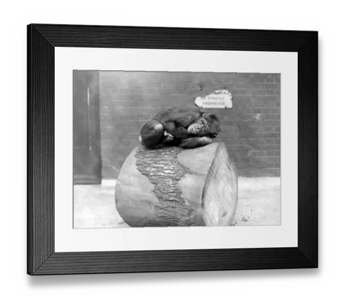 Framed Print : At the zoo West African chimpanzee 19 May 1925 Framed Print : At the zoo West African chimpanzee 19 May 1925