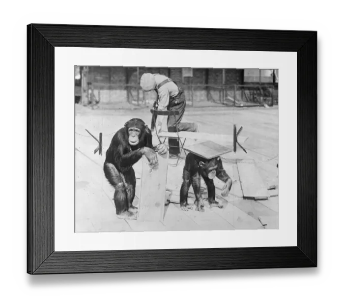 Framed Print : Chimps help with pets Corners new floor. Peters balancing act Framed Print : Chimps help with pets Corners new floor. Peters balancing act