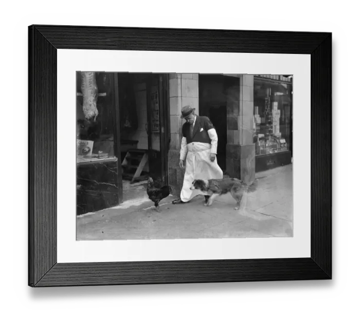 Framed Print : Cock that charmed a butcher, is the enemy of all dogs !. Billy, cock whose charming Framed Print : Cock that charmed a butcher, is the enemy of all dogs !. Billy, cock whose charming