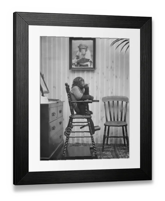 Framed Print : Mr Cherry Keartons wonderful chimpanzee accompanies him in his film lecture Framed Print : Mr Cherry Keartons wonderful chimpanzee accompanies him in his film lecture