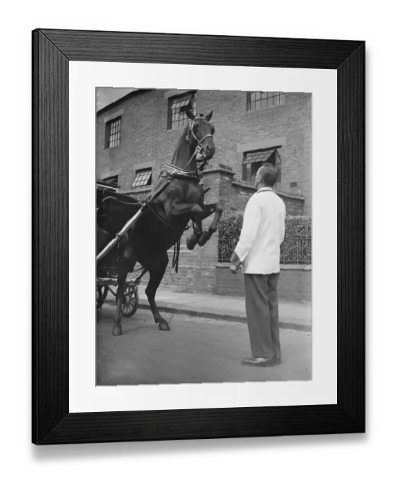 Framed Print : Charlie is only a milk pony but his tricks delight North London children Framed Print : Charlie is only a milk pony but his tricks delight North London children