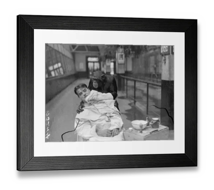 Framed Print : Peter, zoo chimp, gives his keeper a close shave! Keeper Harry Browns daily