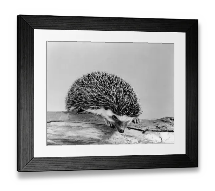 Framed Print : A Kenyan hedgehog Framed Print : A Kenyan hedgehog