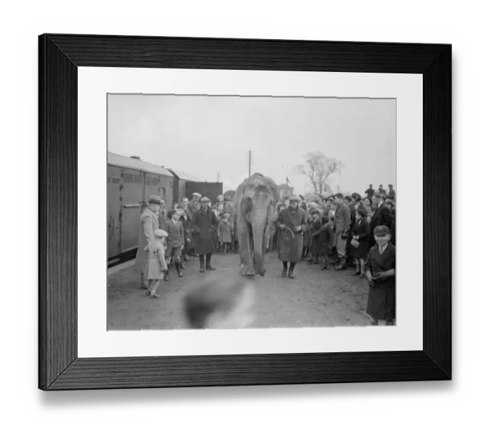 Framed Print : Circus elephants, (unloading) Bexley. 1938 Framed Print : Circus elephants, (unloading) Bexley. 1938