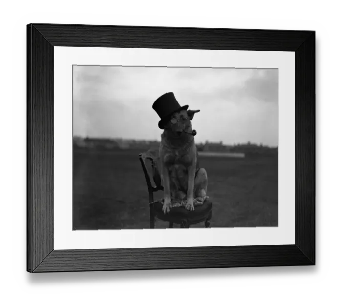 Framed Print : Miss Barbara Kelly and her alsatians Meg and Coona Framed Print : Miss Barbara Kelly and her alsatians Meg and Coona