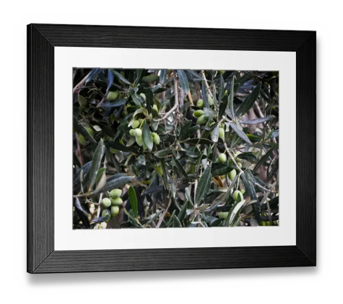 Framed Print : Olives ripening on tree in southern Cyprus credit: Marie-Louise Avery / thePictureKitchen Framed Print : Olives ripening on tree in southern Cyprus credit: Marie-Louise Avery / thePictureKitchen