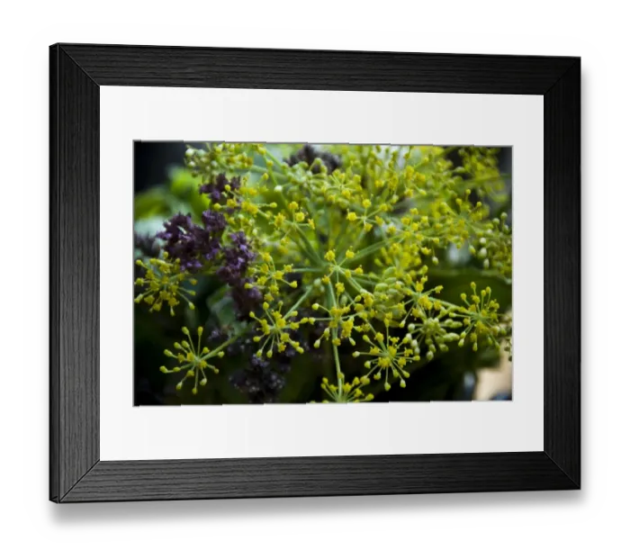 Framed Print : Bouquet of culinary herbs in swedish preserving crock credit: Marie-Louise Avery