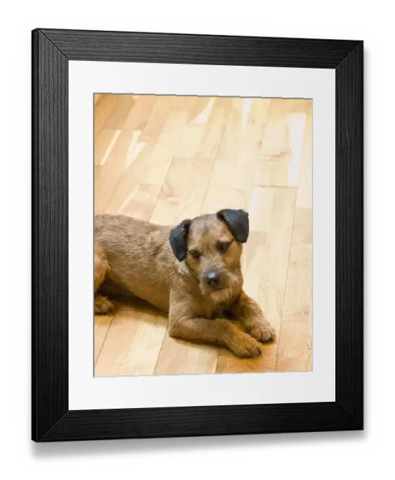 Framed Print : Small brown terrier lying on hardwood strip floor wistfully waiting for food credit Framed Print : Small brown terrier lying on hardwood strip floor wistfully waiting for food credit