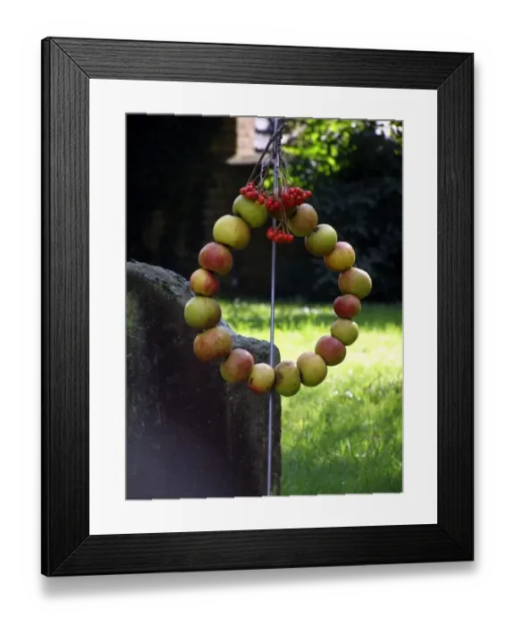 Framed Print : Harvest wreath of red apples strung on wire into a circle and decorated with bunches