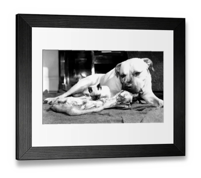 Framed Print : No bone of contention is this delicious looking meal shared amicably by huge Bull Framed Print : No bone of contention is this delicious looking meal shared amicably by huge Bull